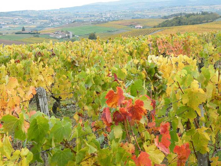 Chambre d’hôte pour 3 personnes, avec jardin dans Rhône - 3