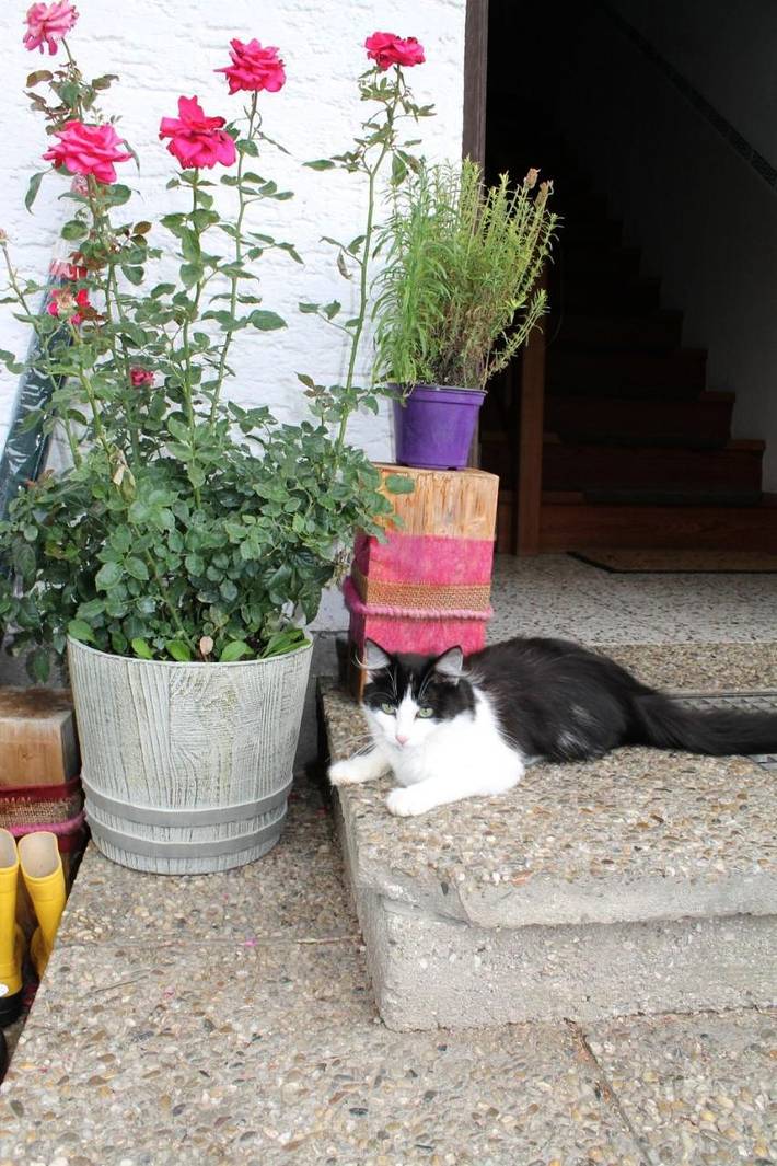Privatzimmer für 2 Personen, mit Garten und Ausblick am Attersee - 3