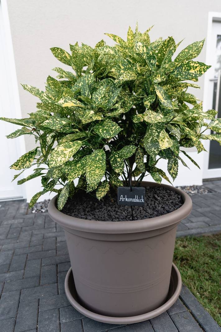 Ferienwohnung für 5 Personen, mit Terrasse und Garten in Putgarten - 4