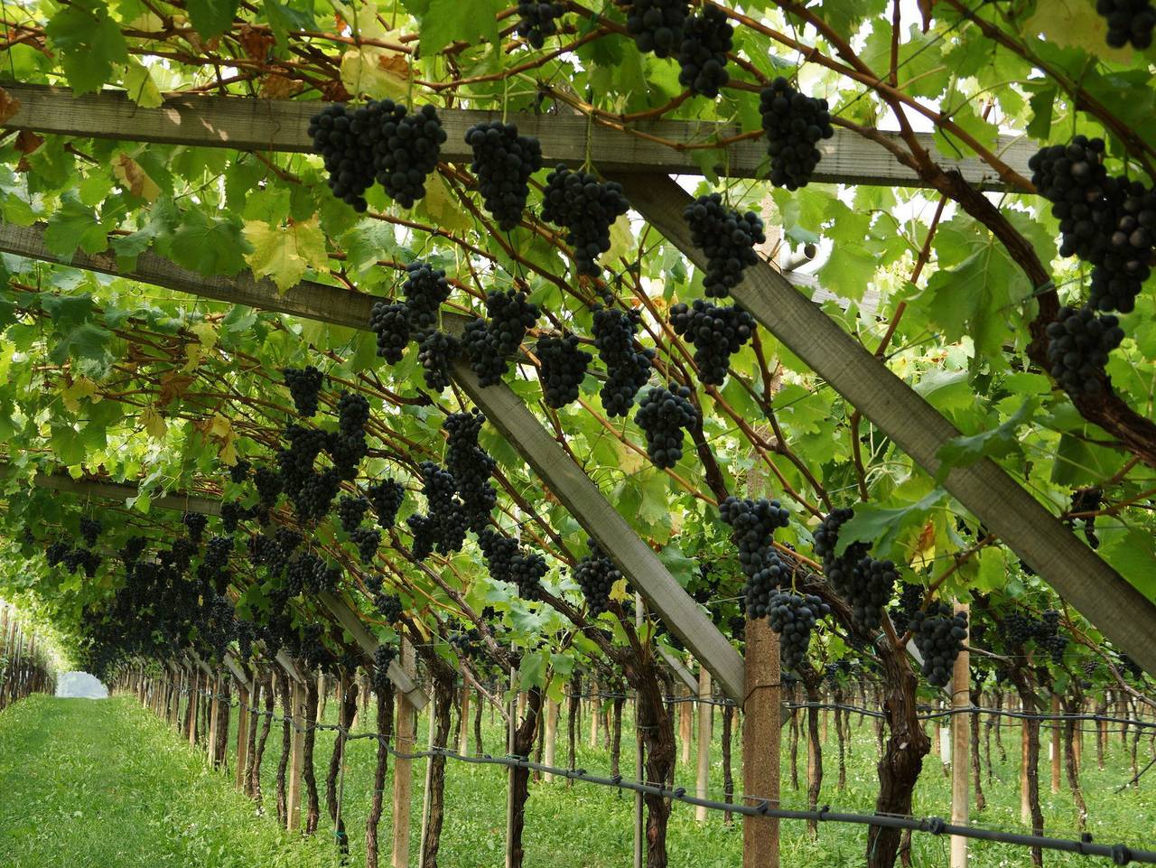 Ganze Wohnung, Ansitz Bernard - Ferienwohnung in Kalterer See, Kaltern an der Weinstraße