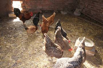 Ferienhaus für 11 Personen in Warendorf, Münsterland, Bild 4