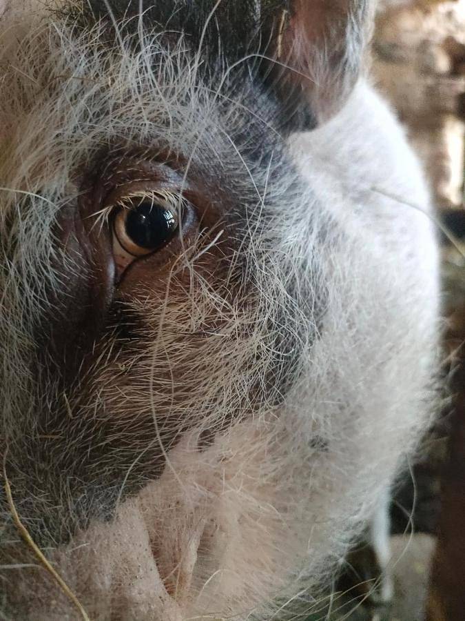 Location de vacances pour 2 personnes, avec terrasse et jardin à Bellenaves - 3