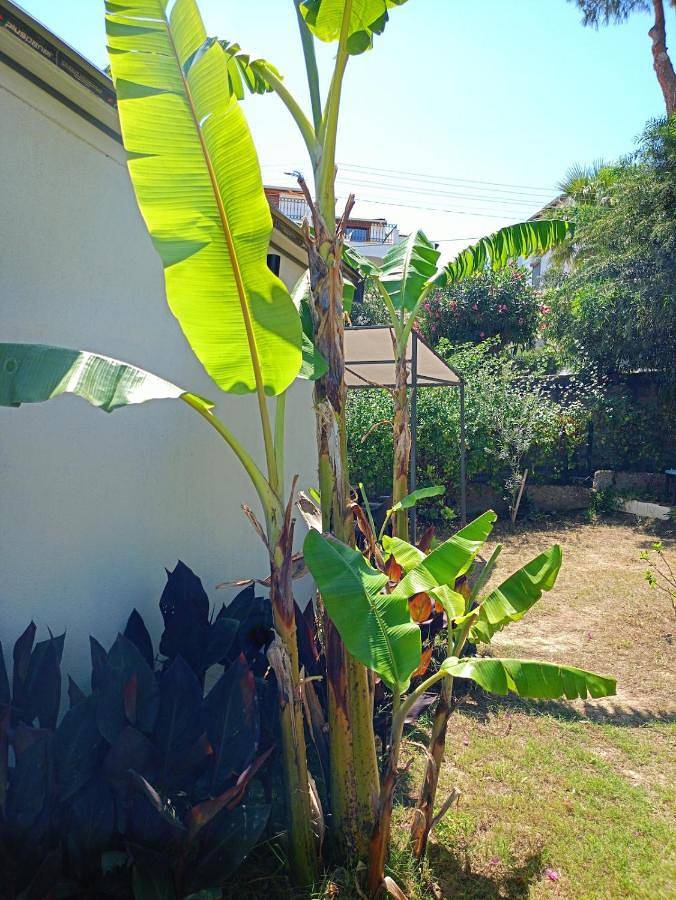 Location de vacances pour 6 personnes, avec jardin et vue, animaux acceptés dans Ildir - 4