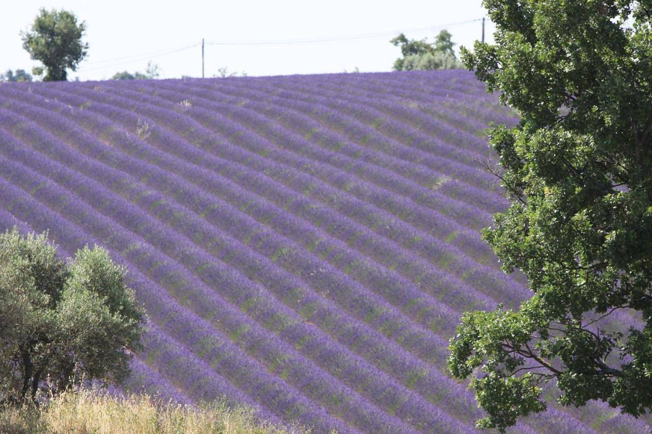 B&B La Grande Dame in Valensole, Alpes-de-Haute-Provence