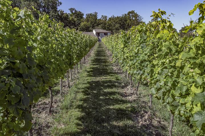 Maison de vacances pour 2 personnes, avec jardin, animaux acceptés en Gironde - 4