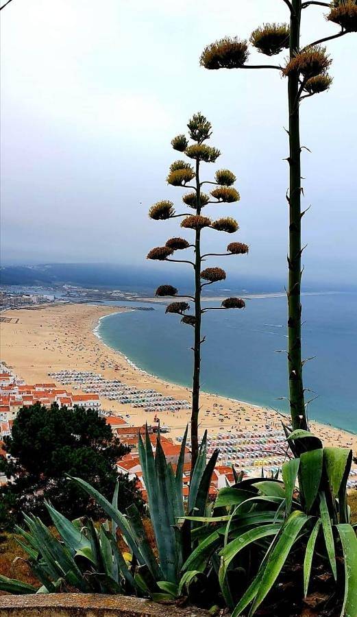 Apartamento de férias para 2 pessoas, com terraço e vista na Nazaré