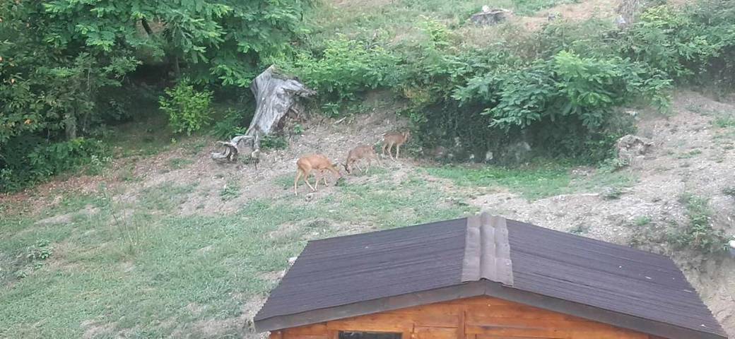 Cottage pour 3 personnes, avec balcon à Saint-Pierre-de-Rivière