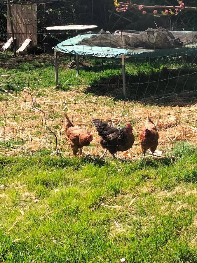 Location de vacances pour 4 personnes, avec vue et terrasse à Châtillon-sur-Loire - 4