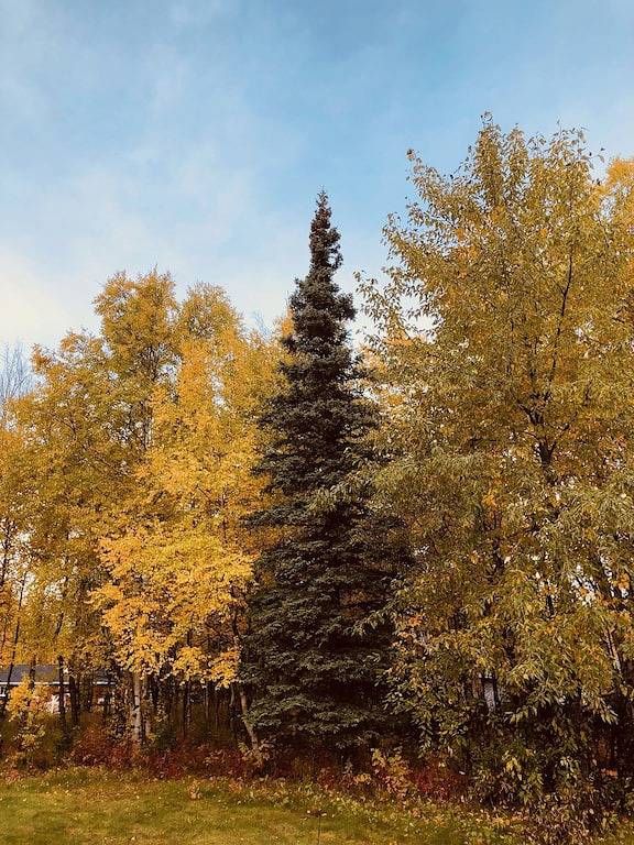 Uniquely Alaskan Vacation Home in Matanuska-Susitna