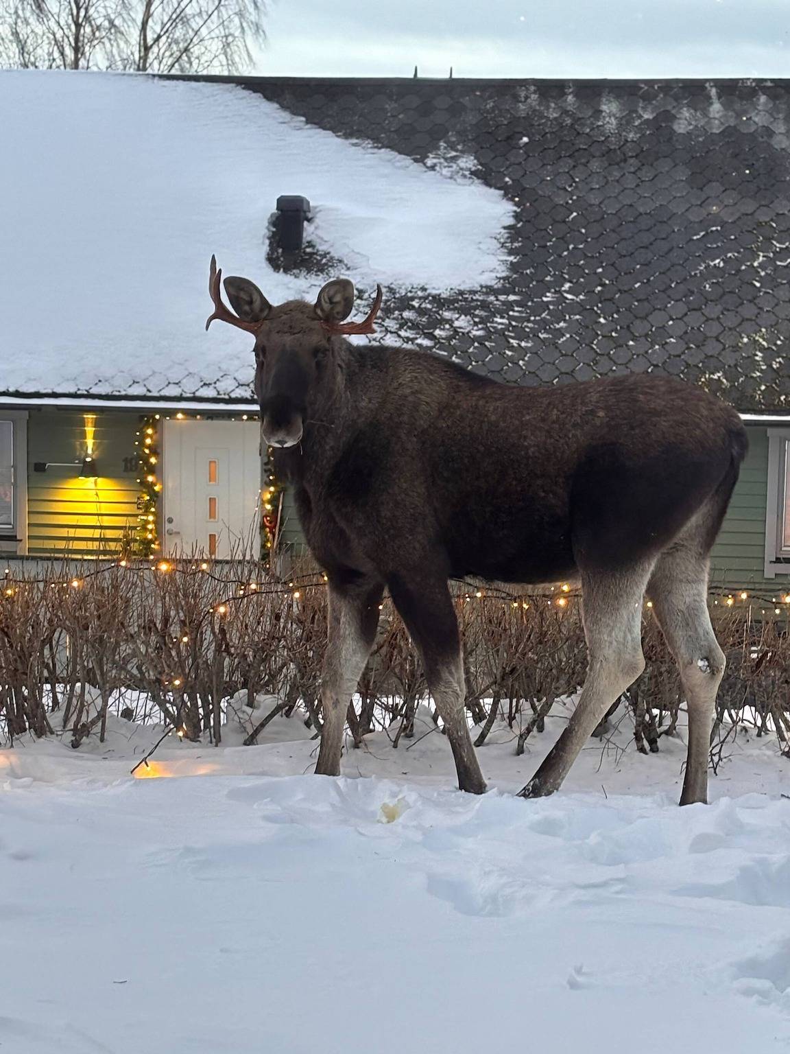 Koselig Haus mitten in Saltstraumen in Bodø