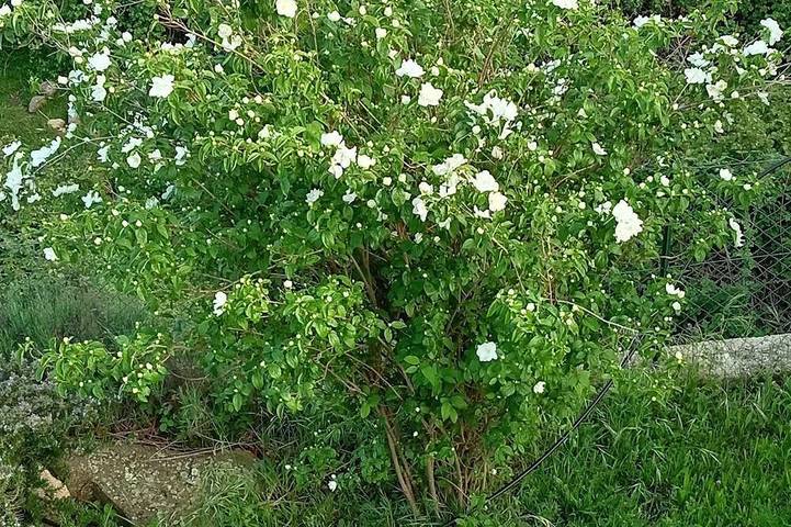 Gîte pour 4 personnes, avec terrasse, animaux acceptés à Albertacce - 3