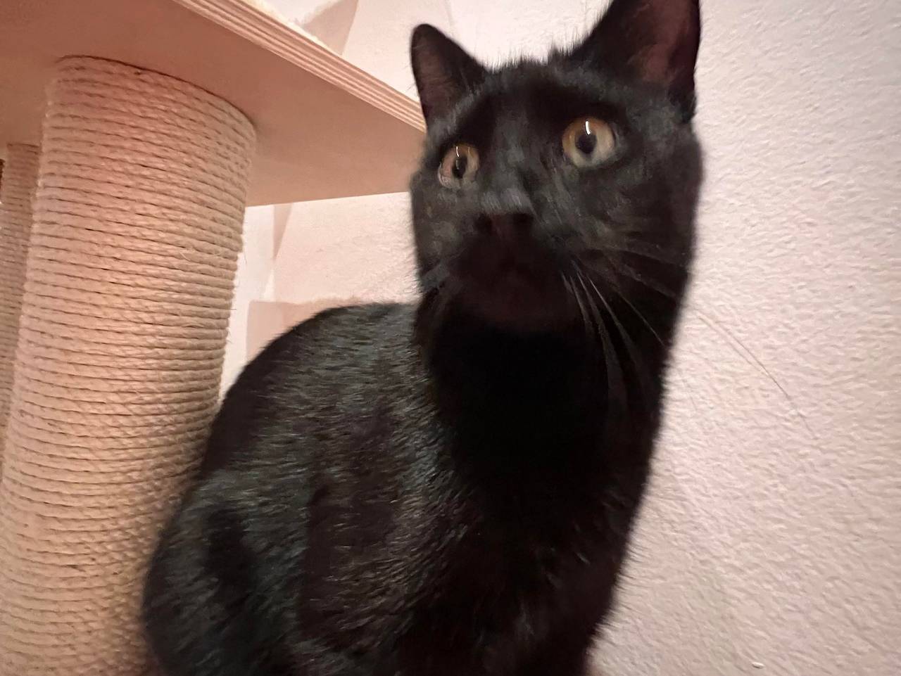 Ganze Ferienwohnung, Knisi Ranch - Ferienwohnung Unstruttal in Wangen (Nebra), Nebra (Unstrut)