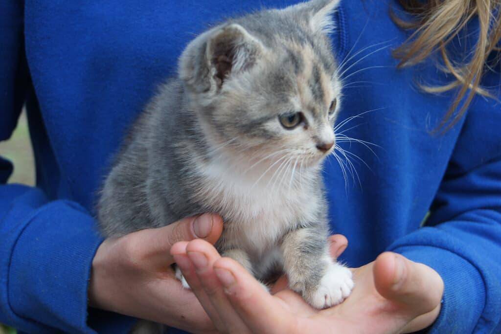Bio-Erlebnisbauernhof Doll - Haflingerhof - Sonnenblume in Nittenau, Ostbayern