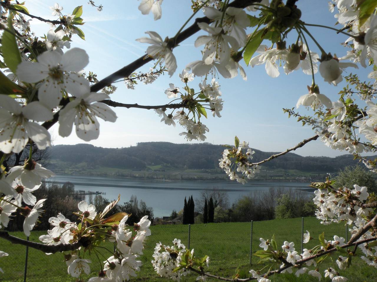 Ganze Ferienwohnung, Ferienwohnung Nika - Ferienwohnung Nika, 50qm 1-Zimmer-Appartment im Eg in Öhningen, Untersee