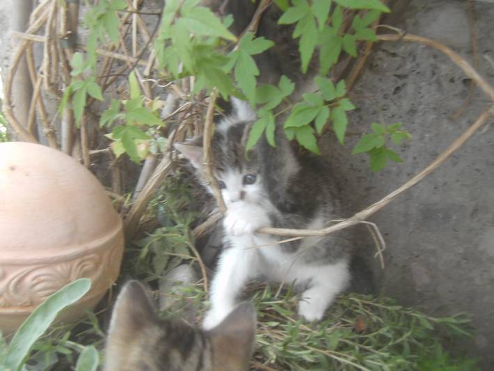 Ferienhaus für 4 Personen, mit Balkon/Terrasse und Balkon in Bischofswiesen - 4