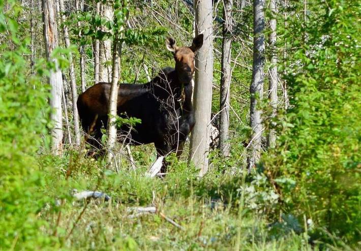 Chalet for 4 people, with terrace, with pets in Vermont