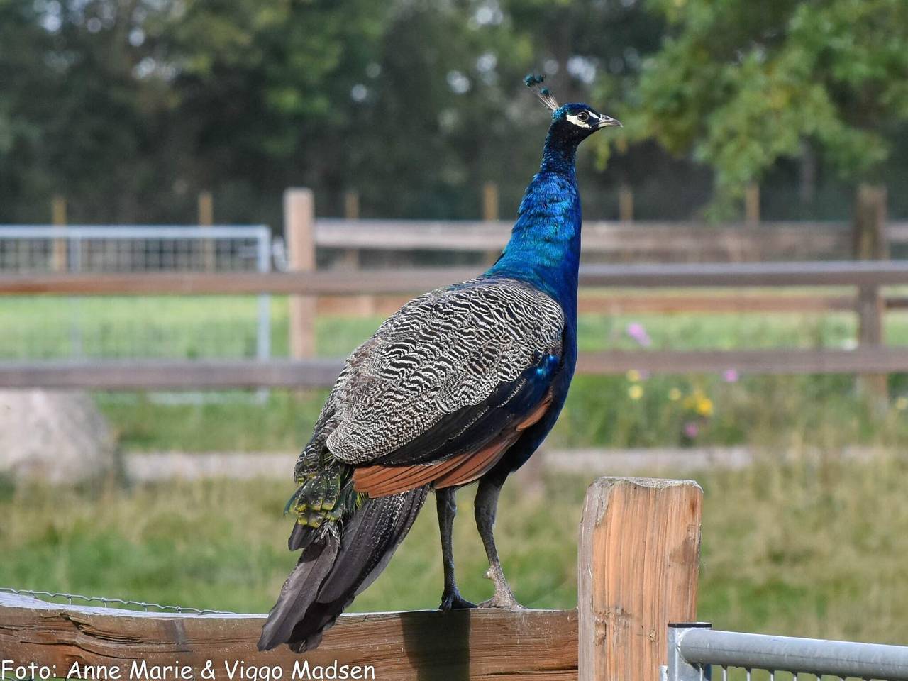 6 Personen Ferienhaus in Ansager-By Traum in Varde