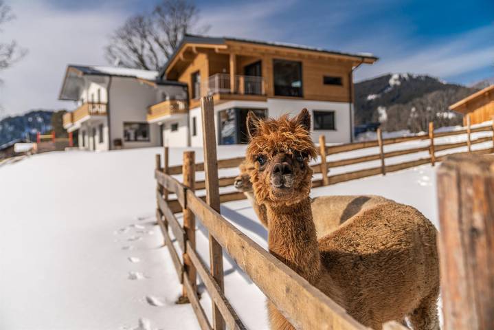Ferienwohnung für 6 Personen, mit Sauna und Garten sowie Ausblick, kinderfreundlich in Ramsau am Dachstein - 3
