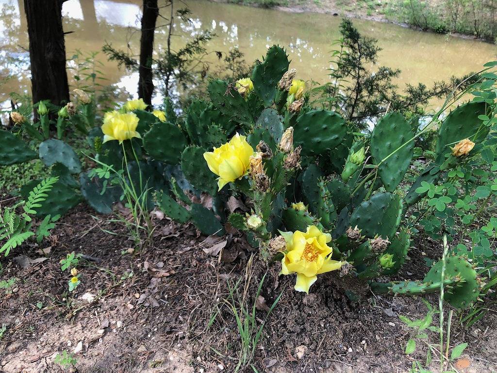 Beautiful Longhorn Lodge at Lake Texoma! in Lake Texoma