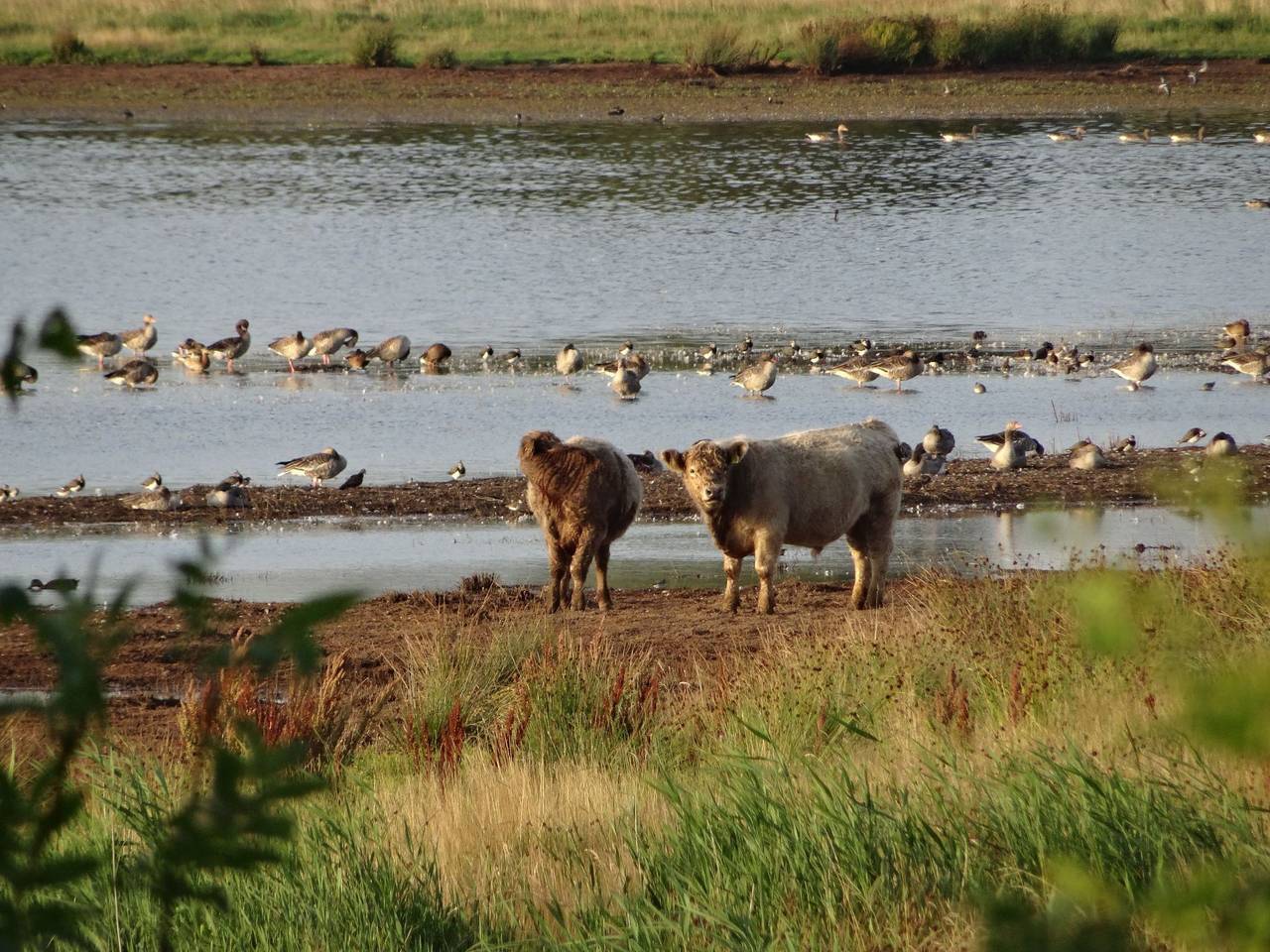 Urlaub am Meer im Ferienhaus mit Sauna in Maasholm-Bad, Maasholm