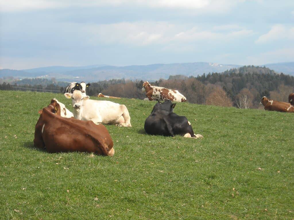 Ferienhof Biber - Ferienwohnung im Dg 80qm in Witzmannsberg, Ostbayern