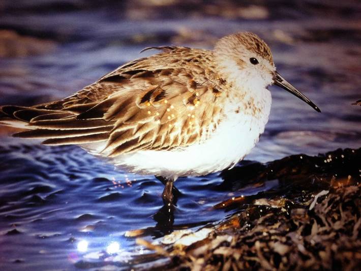 Ferienwohnung für 4 Personen, mit Sauna und Terrasse sowie Garten in Dranske - 3