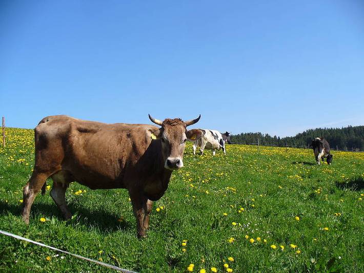Gîte pour 4 personnes, avec jardin à Schramberg - 3