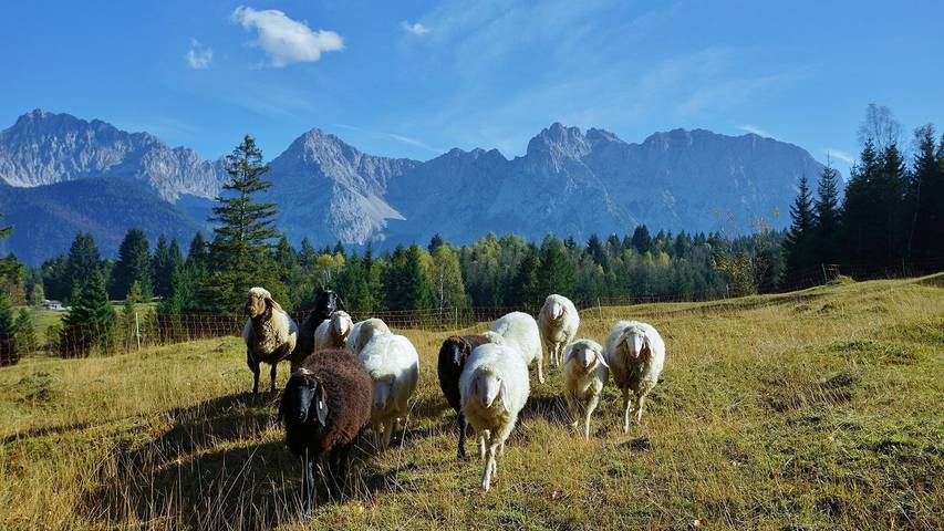 Ferienwohnung für 2 Personen, mit Balkon und Sauna im Mittenwald - 3
