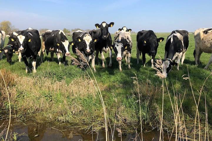 Ferienhaus für 4 Personen, mit Terrasse und Sauna sowie Garten