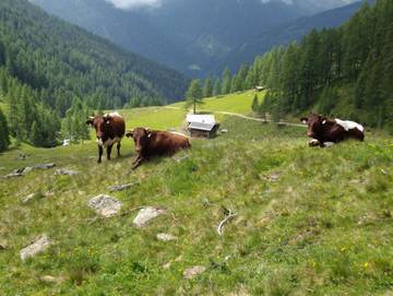 Chalet für 6 Personen in Innervillgraten, Villgratental, Bild 4