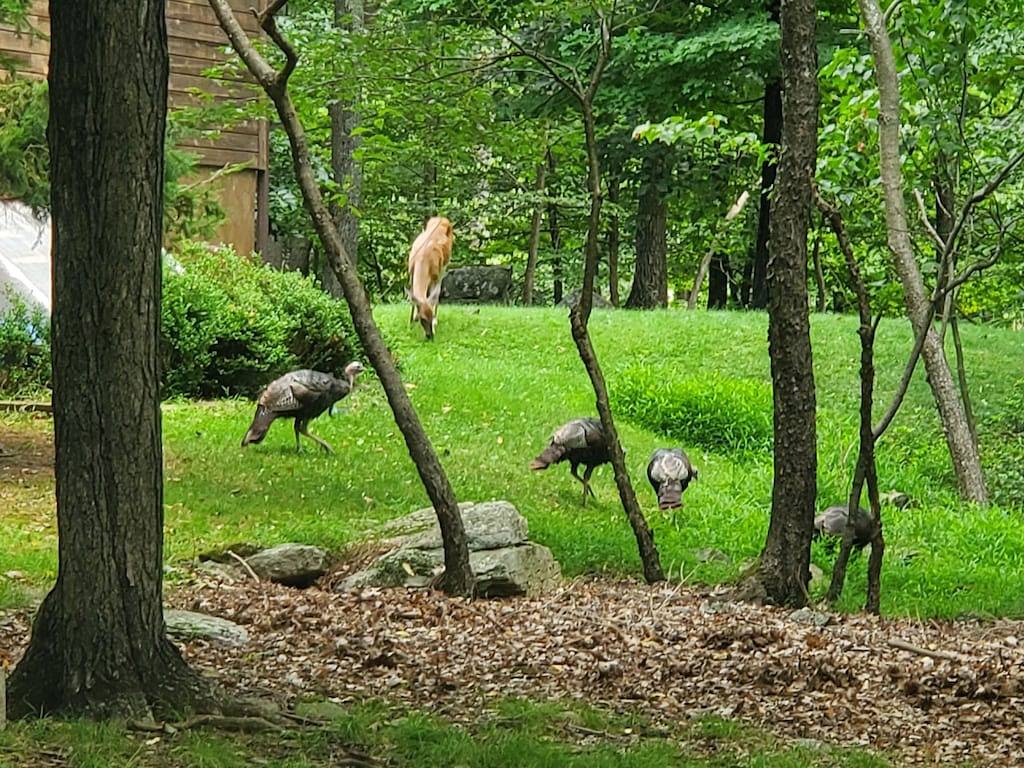 Harmony in the Woods in der Nähe von 2 Skigebieten
3 Schlafzimmer 2 Bäder Kabine in Hickory Run State Park