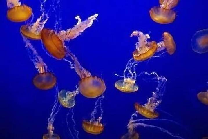 Holiday rental for 2 people, with terrace and garden in Big Sur