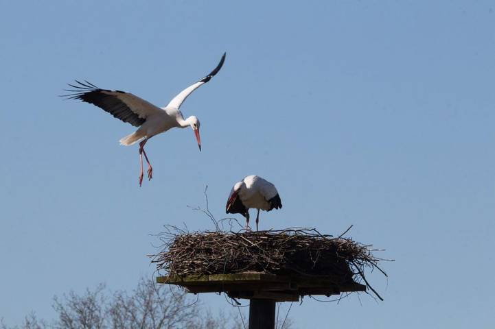 Ganze Ferienwohnung, Hof Gröne in Drage, Eider-Treene-Sorge