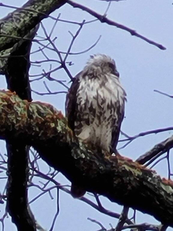 Ganze Wohnung, White Squirrel Suite -In The City Walk To Downtown in Transylvania County