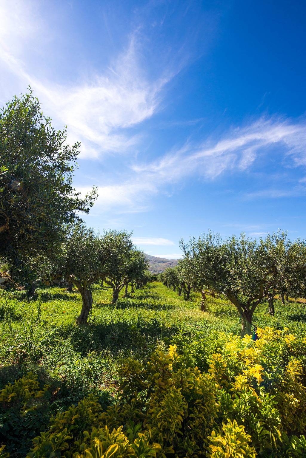 Appartamento intero, L'Ulivo Blu - Suite with Garden by Wonderful Italy in Castellammare del Golfo, Provincia di Trapani