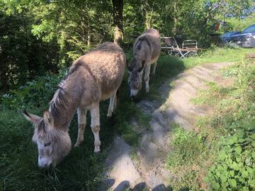 Gîte pour 2 Personnes dans Cambounès, Parc naturel régional du Haut-Languedoc, Photo 4