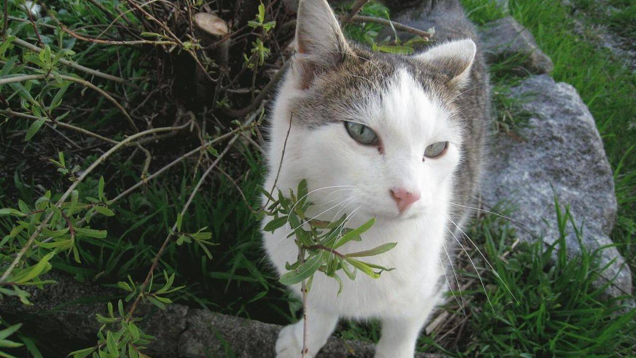 Entire holiday apartment, Ferienwohnung für 2 Personen (40 m²) in Oberstaufen in Oberstaufen, Bavarian Swabia