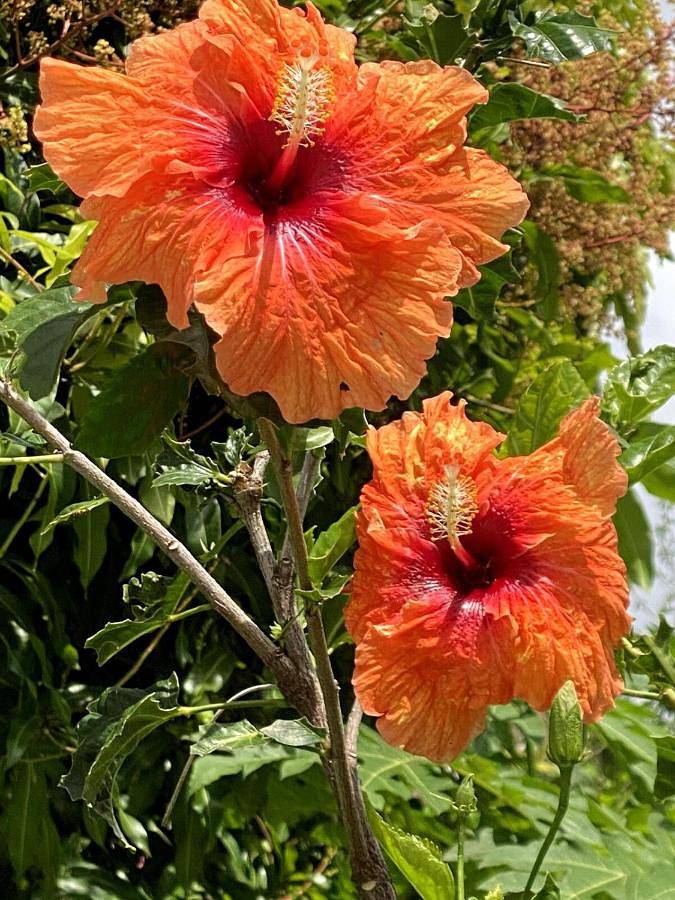 Location de vacances pour 2 personnes, avec jardin et vue dans Plage de Grande Anse - 3