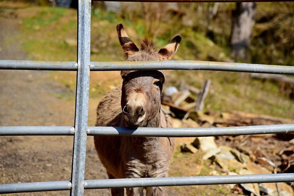 Neue Hütte auf Farm, Whirlpool, Aussicht, Kühe und Esel! in Madison County (NC)