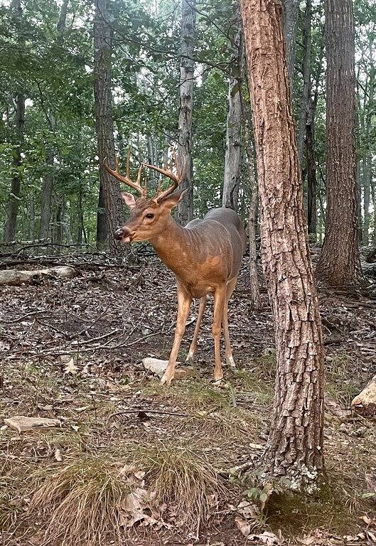 Cub Cabin on Massanutten Resort- Fully Renovated Log Cabin- Hot Tub & Fire Pit in Massanutten, Blue Ridge Mountains