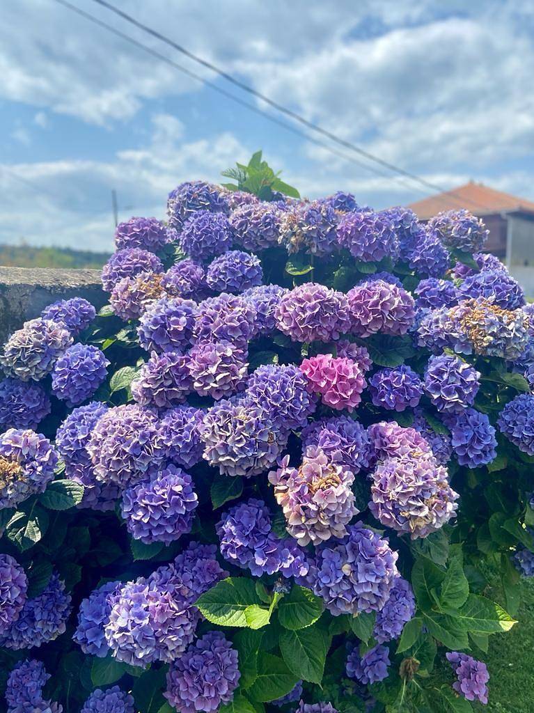 Finca rural "Mar y Montaña" in Lamuño, Cudillero