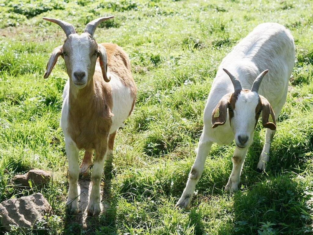 Rinkenbachhof Komfortable Ferienresidenz in Schenkenzell, Kinzigtal