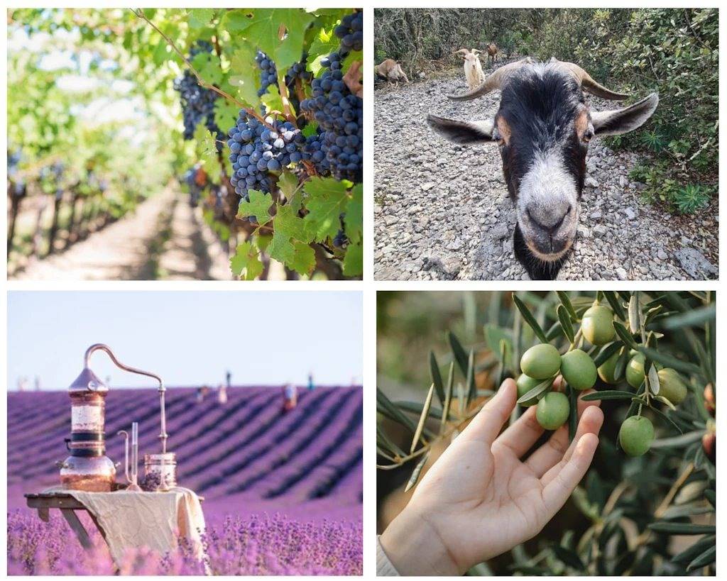Camping 3 étoiles - Piscine  - ccaidea in Saint-Remèze, Privas