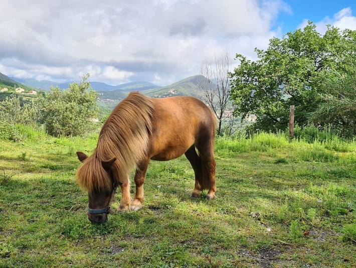 Location de vacances pour 5 personnes, avec Jardin à Noli - 2