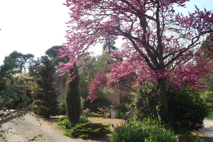 Chambre d’hôte pour 3 personnes, avec jardin dans l' Aude