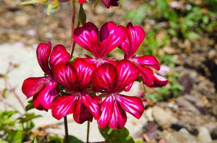 Gîte pour 9 personnes, avec vue et jardin à Vouvray - 2