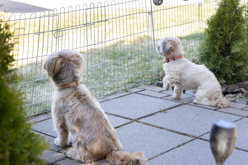 Ganze Wohnung, Fewo Harzer Bergwind, 1 kleiner Hund willkommen, große einge - Ferienwohnung in Sankt Andreasberg, Braunlage