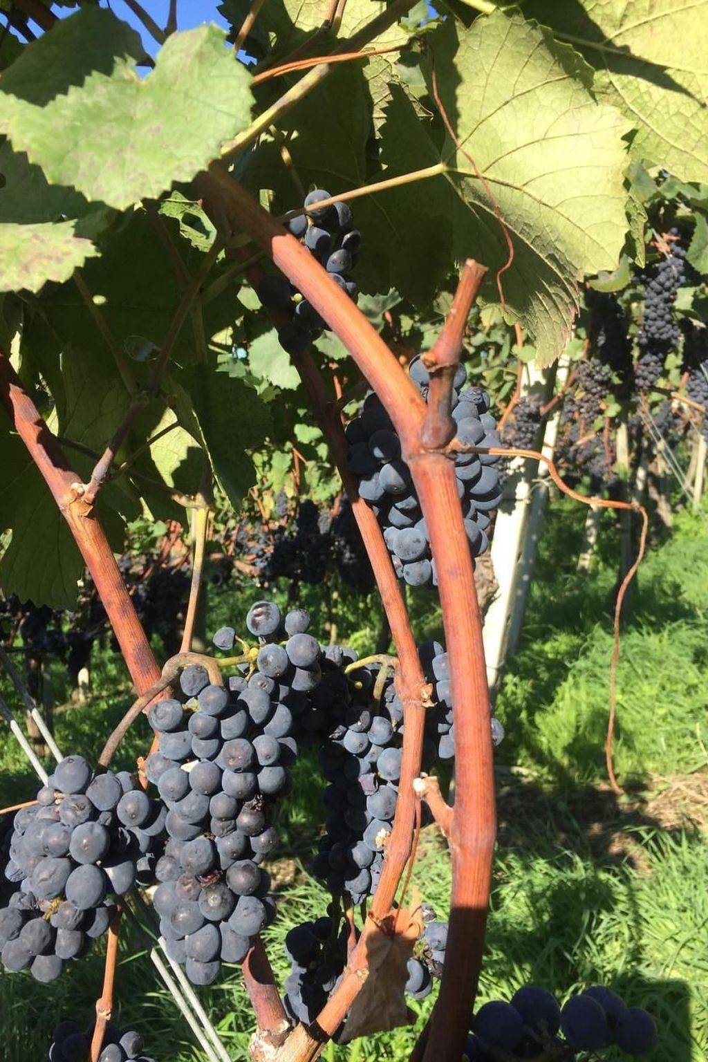 In Stäfa in Stäfa, Zurych (kanton)