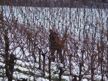 Ferienwohnung für 6 Personen in Obersulm, Naturpark Schwäbisch-Fränkischen Wald, Bild 3