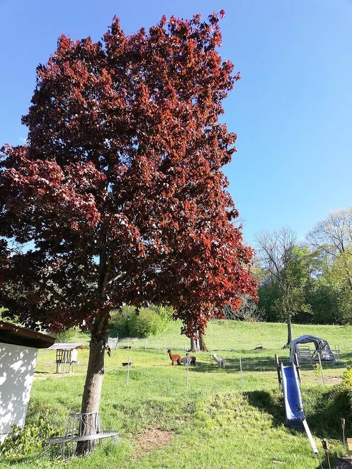 Ferienhaus für 5 Personen, mit Balkon/Terrasse und Terrasse in Mittelfranken - 4